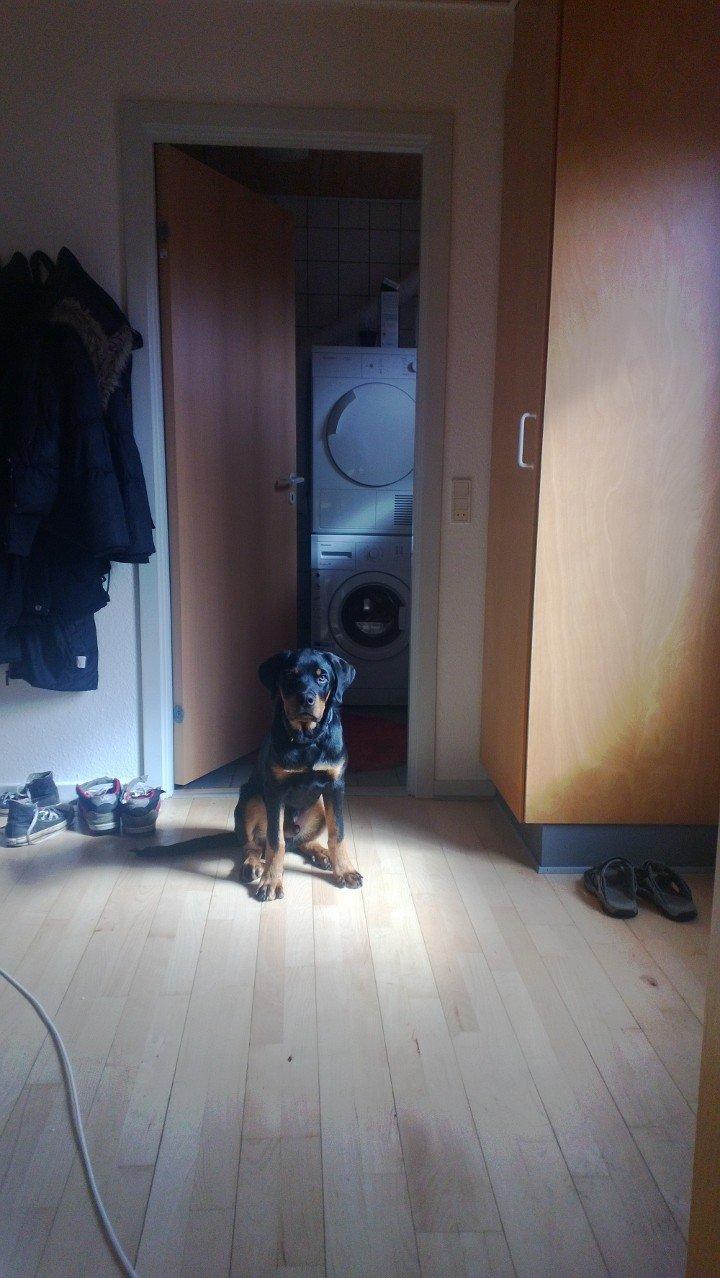 Rottweiler Elvis - skal vi ud og gå? billede 2