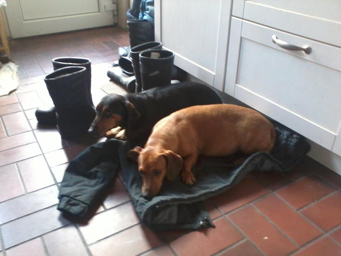 Gravhund Mille - Mille er den røde, den sorte hedder Rasmus. Det er min anden hund billede 1