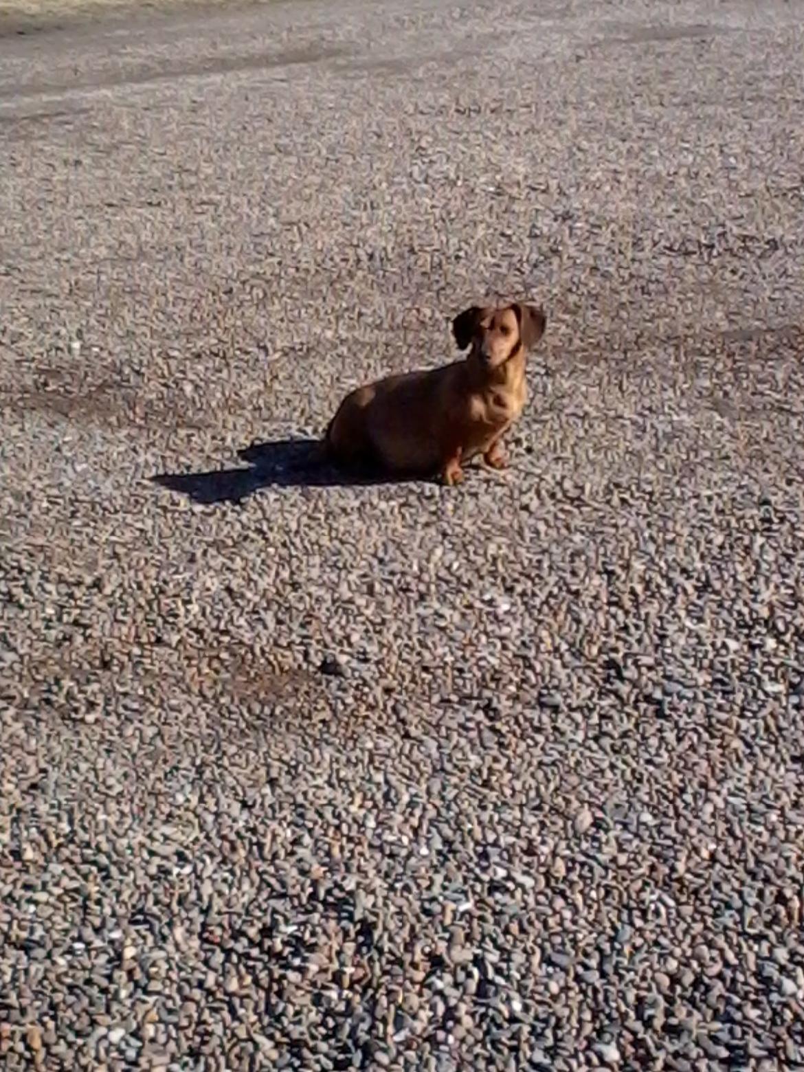 Gravhund Mille billede 2