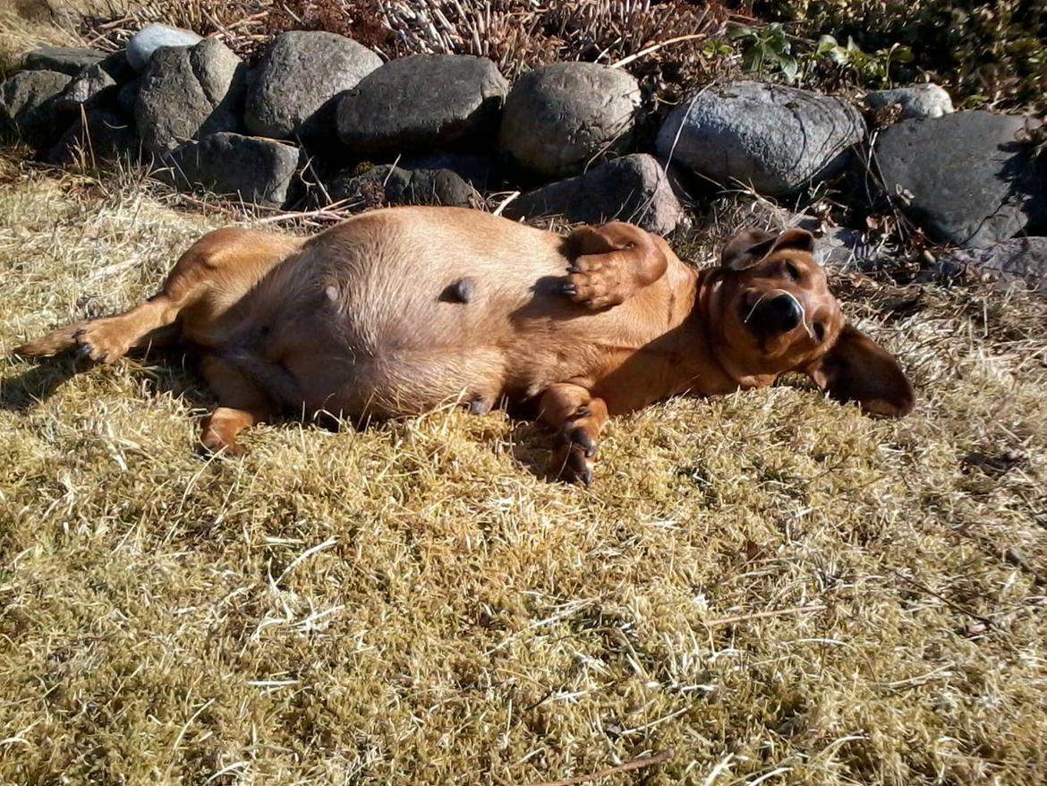 Gravhund Mille - Hun nyder den varme sol billede 3
