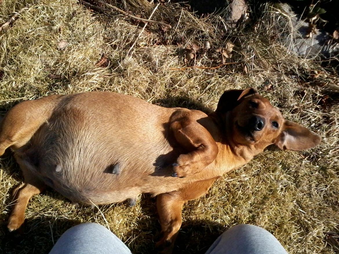 Gravhund Mille - Hun er ikke normalt så tyk, hun er drægtig og får måske hvalpe på Onsdag billede 4