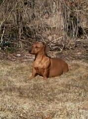 Gravhund Mille billede 5