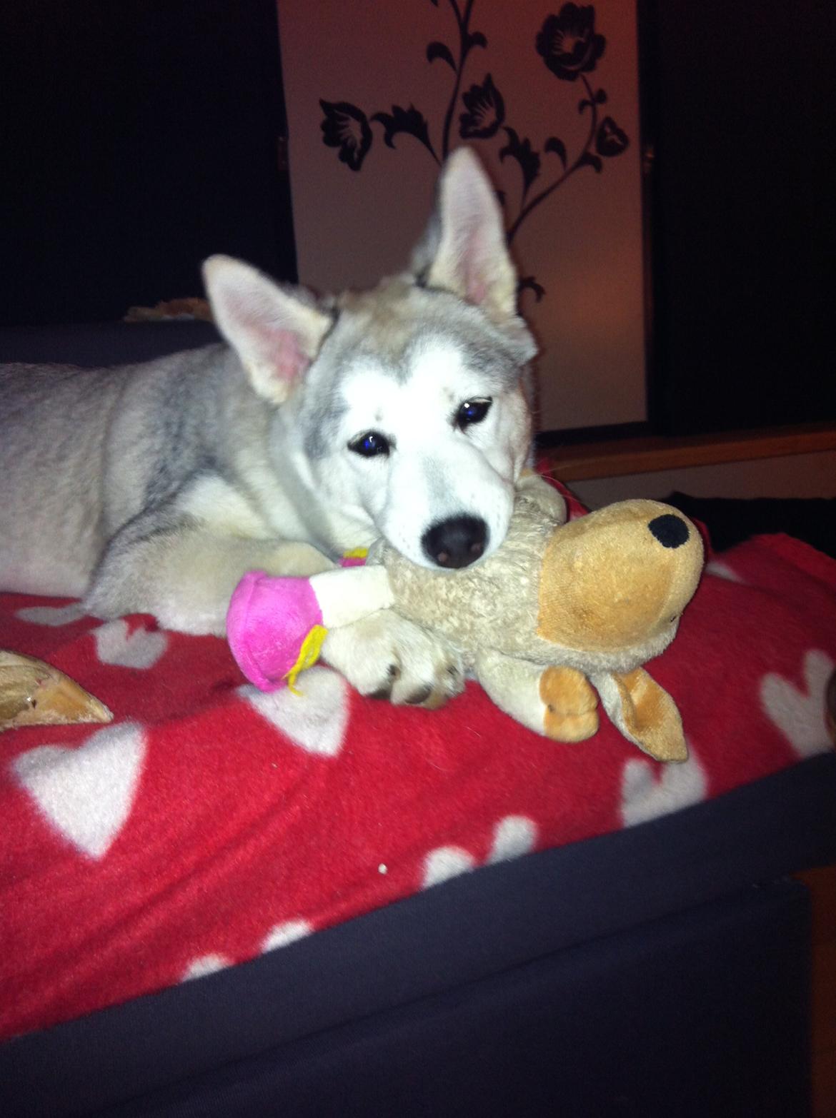 Blanding af racer Aniu billede 13