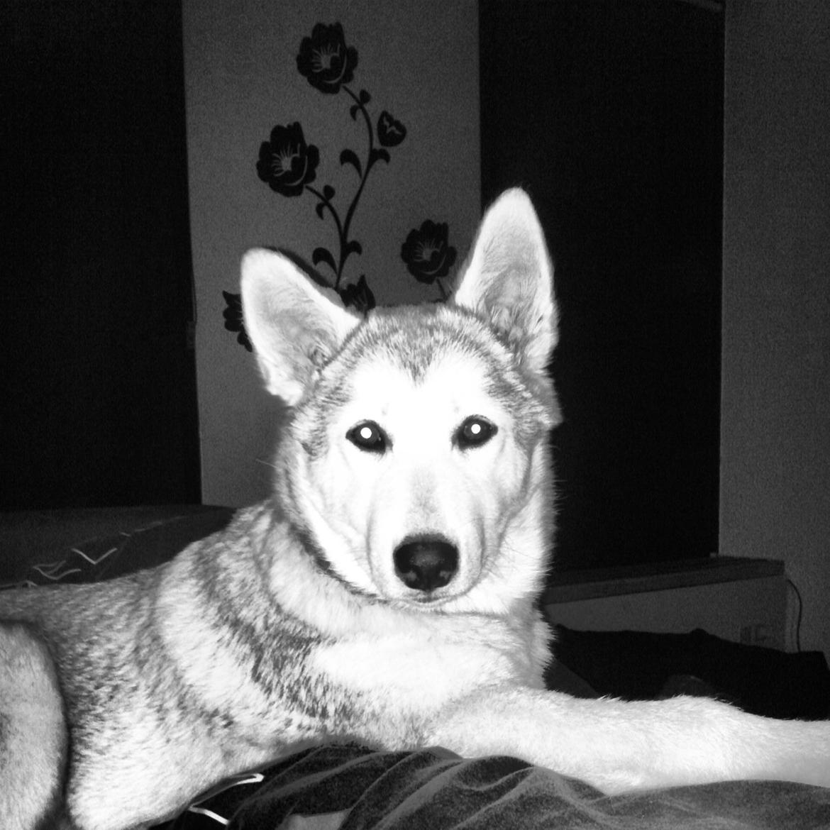 Blanding af racer Aniu billede 12