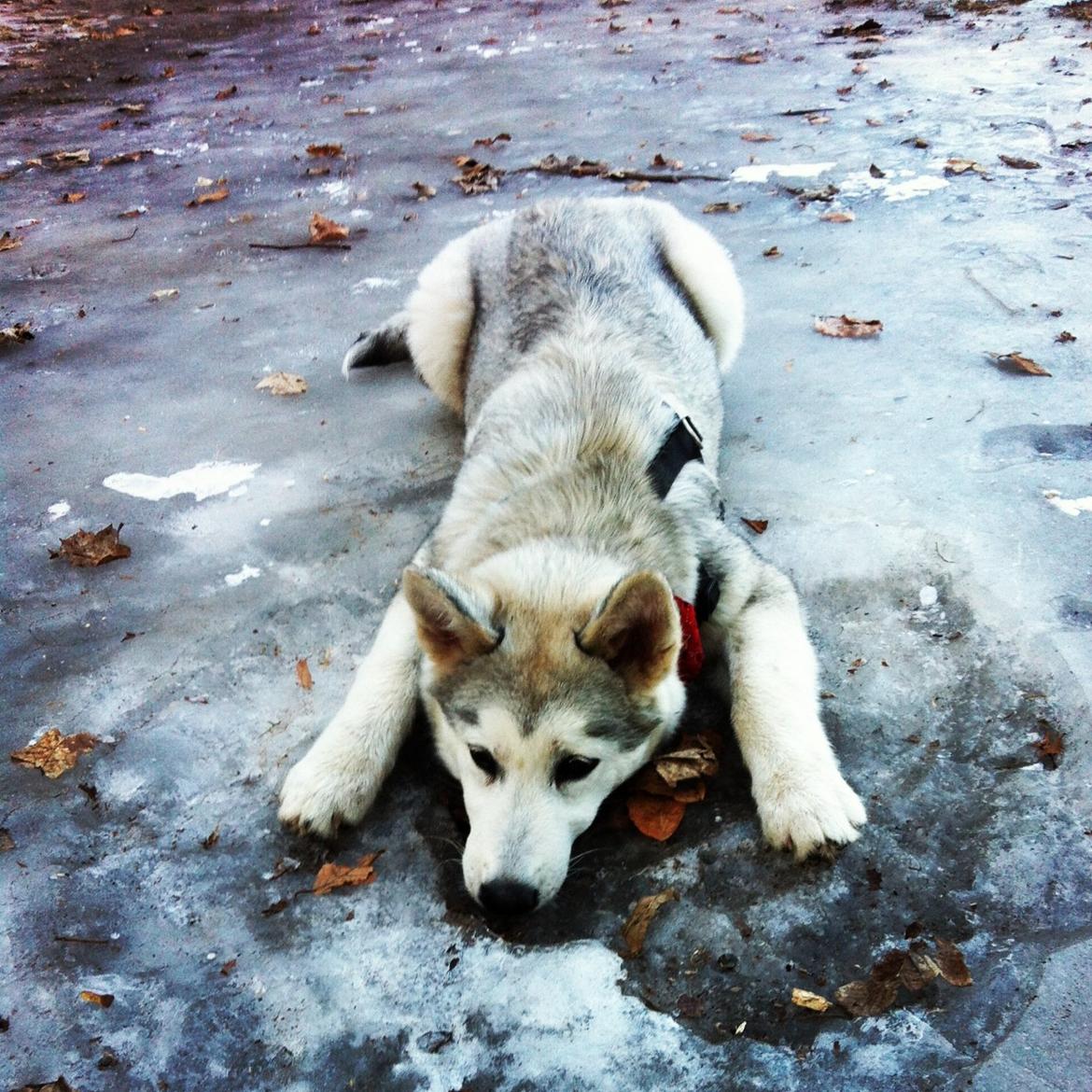 Blanding af racer Aniu billede 16