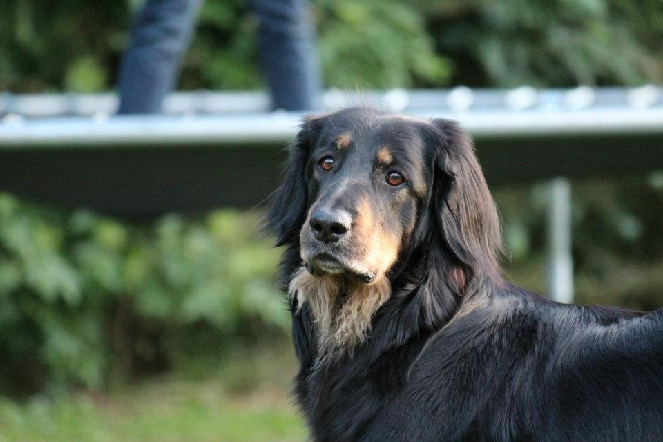 Hovawart Zenta billede 12