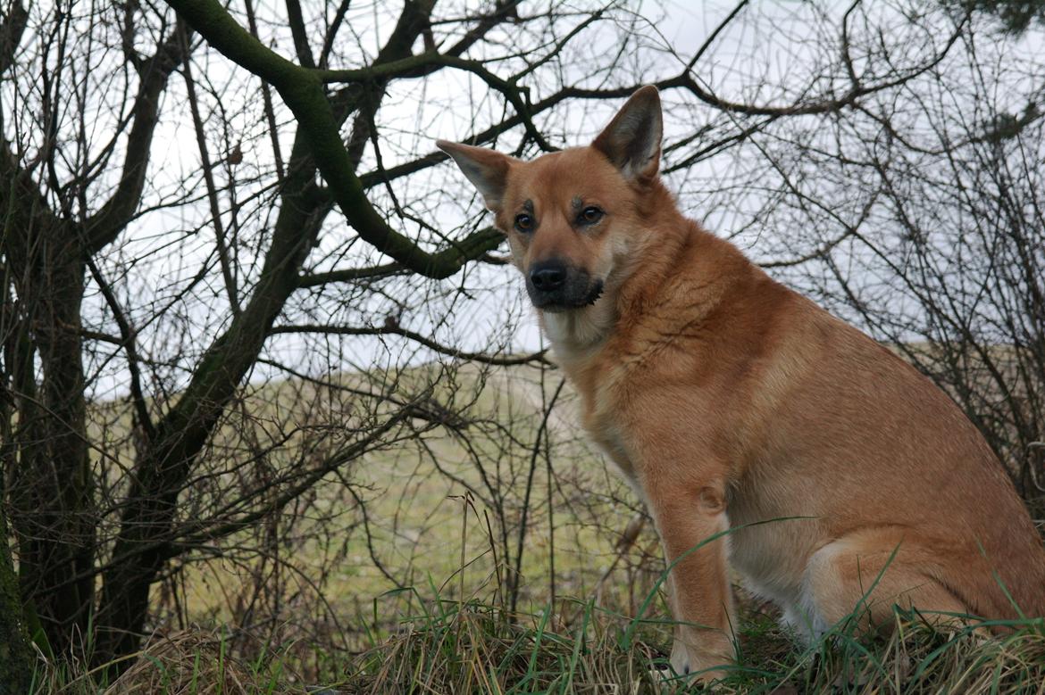 Islandsk fårehund Chanel<3 |Chello|<3 billede 7