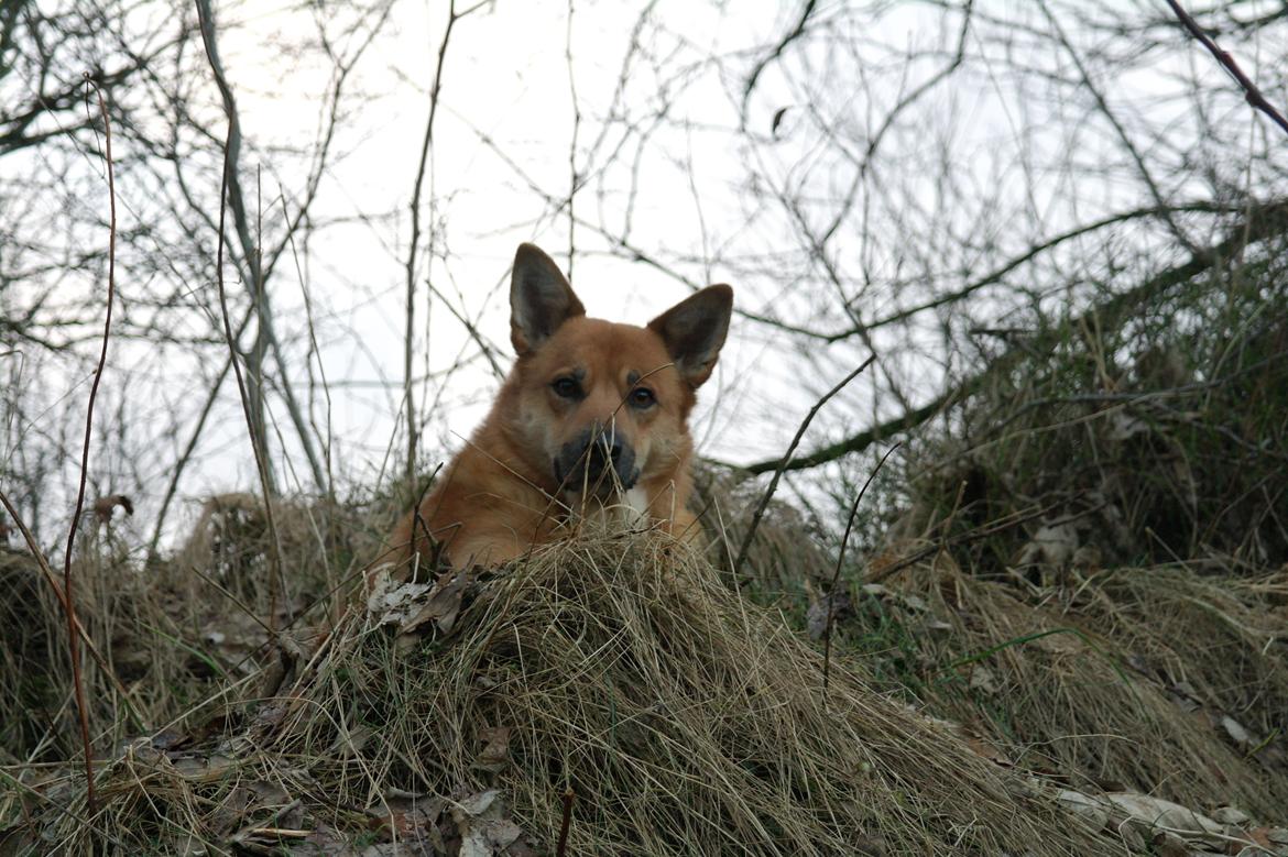 Islandsk fårehund Chanel<3 |Chello|<3 billede 10
