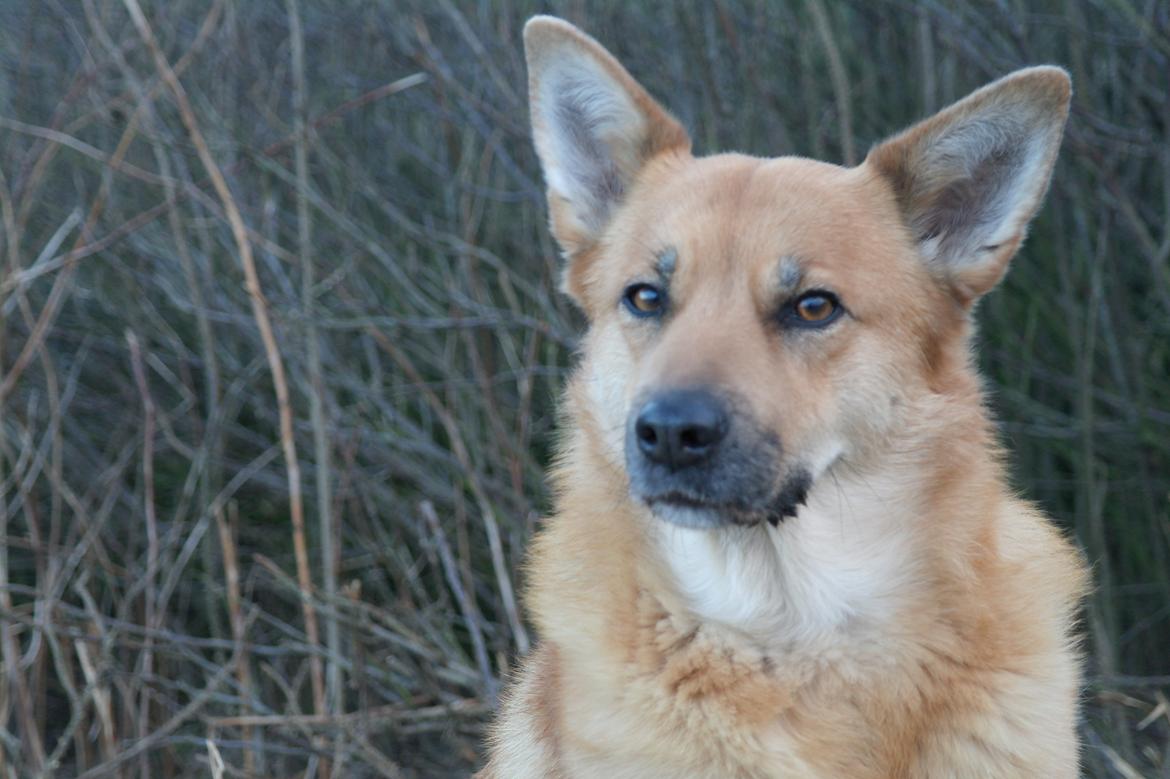 Islandsk fårehund Chanel<3 |Chello|<3 billede 9