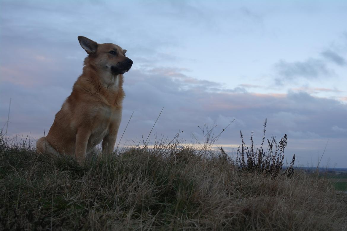 Islandsk fårehund Chanel<3 |Chello|<3 billede 11