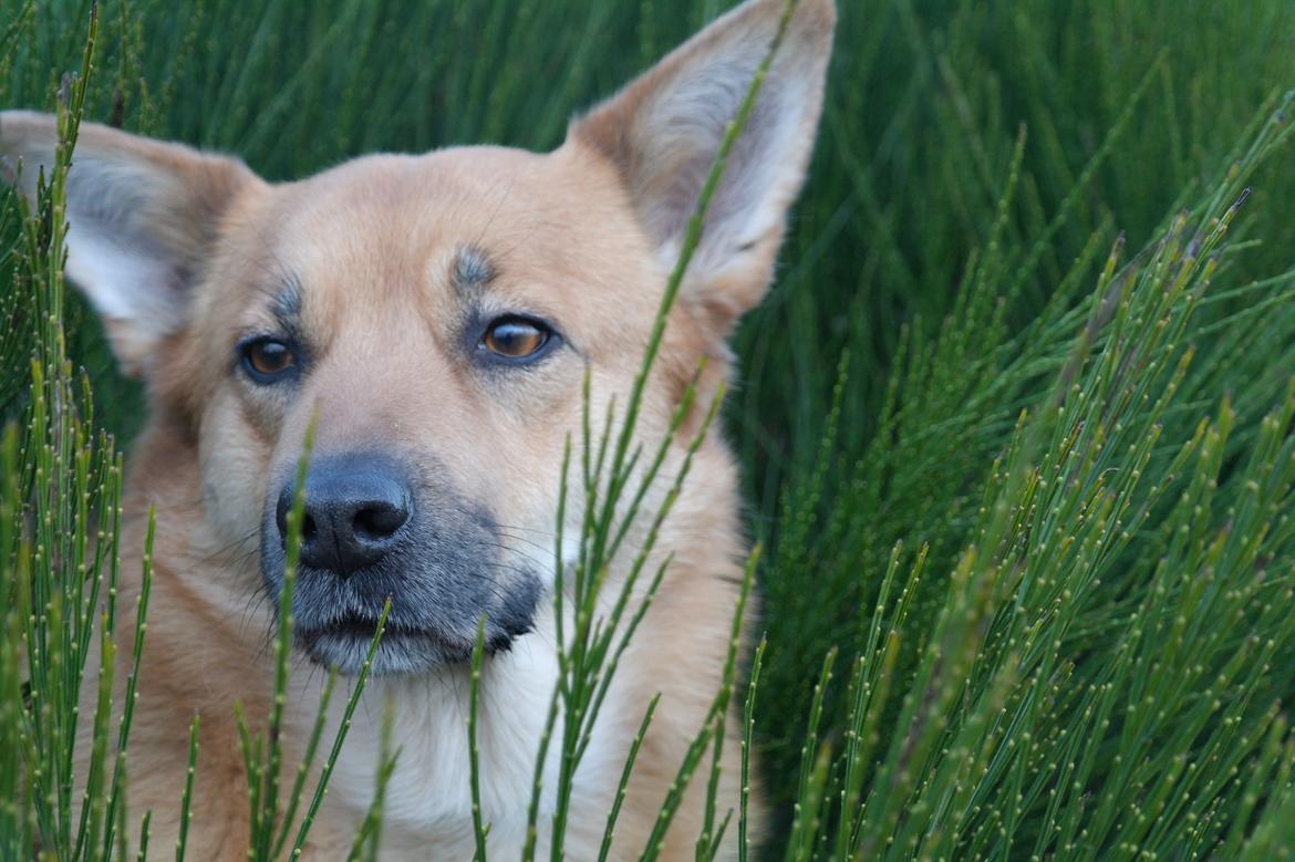 Islandsk fårehund Chanel<3 |Chello|<3 billede 4