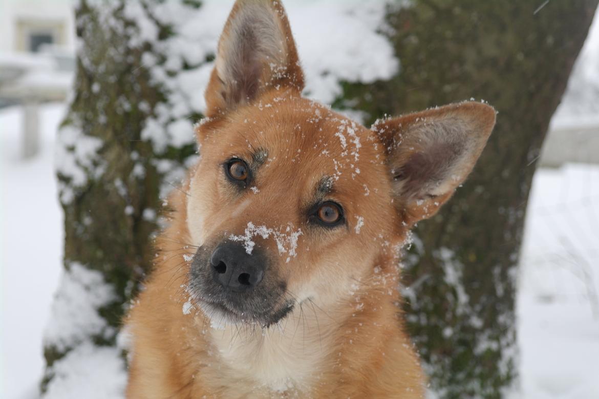 Islandsk fårehund Chanel<3 |Chello|<3 billede 1