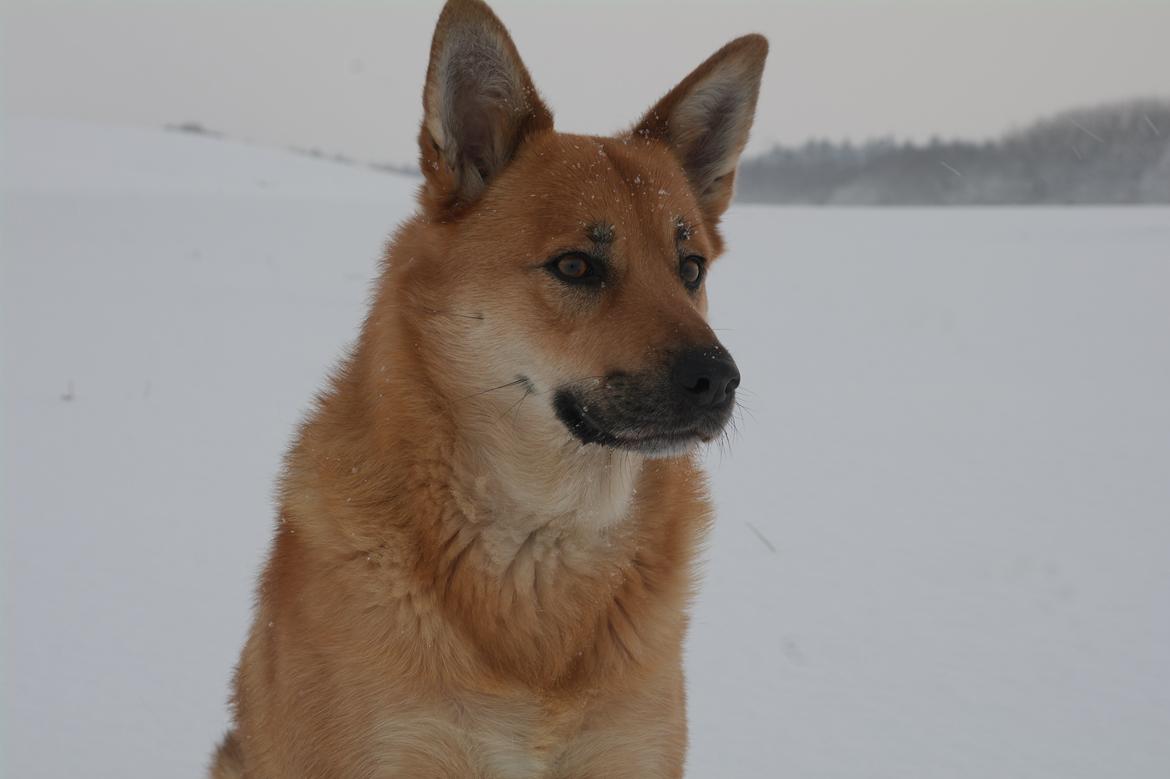 Islandsk fårehund Chanel<3 |Chello|<3 billede 16