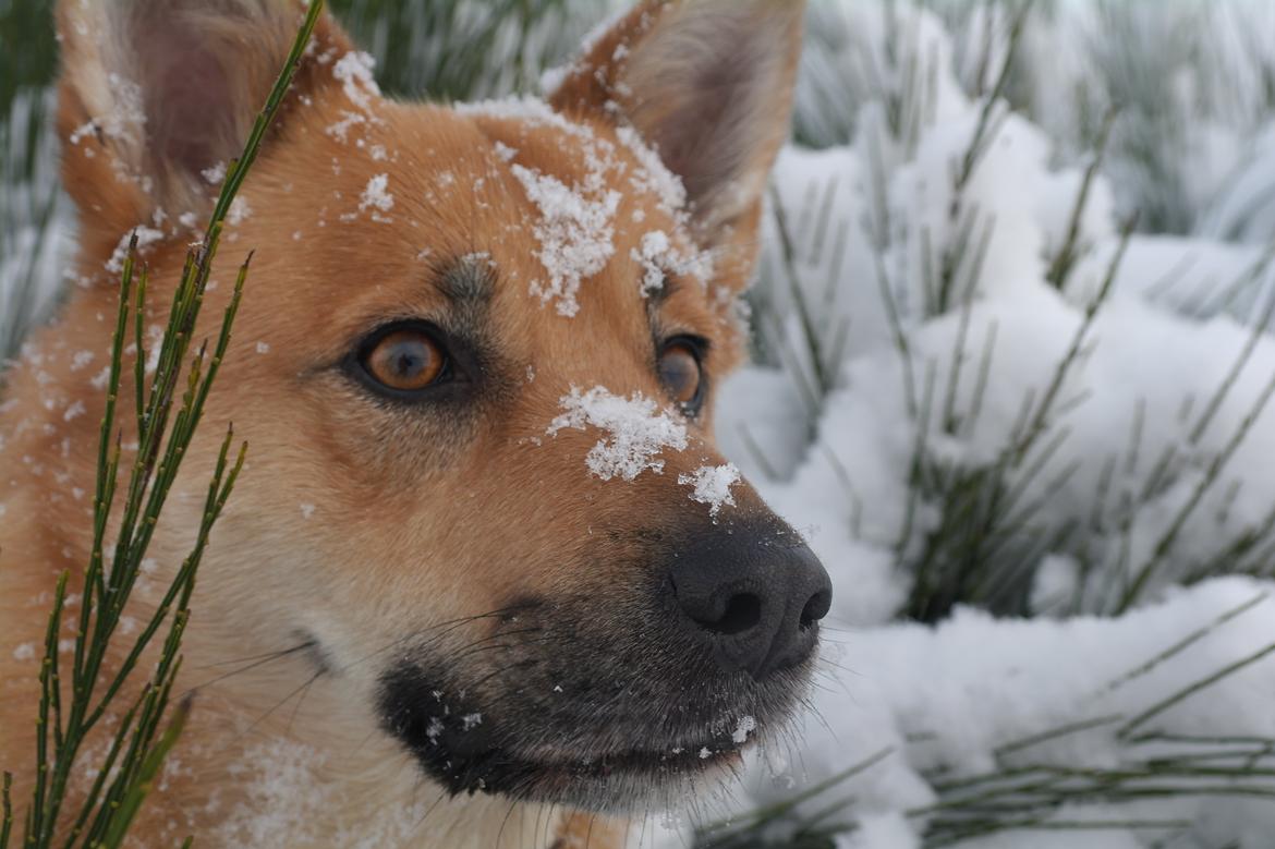 Islandsk fårehund Chanel<3 |Chello|<3 billede 5