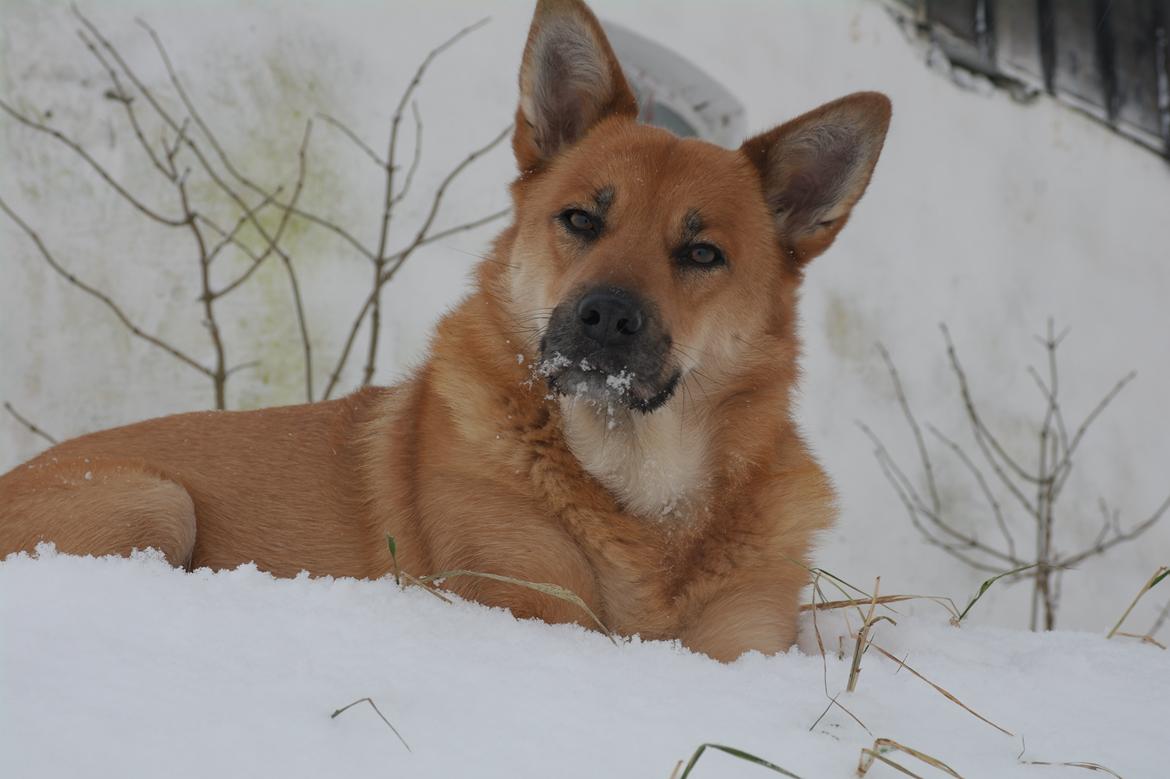 Islandsk fårehund Chanel<3 |Chello|<3 billede 6