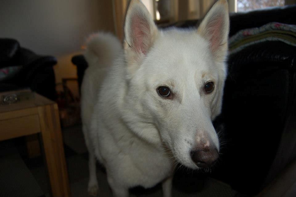 Blanding af racer Lajka billede 13