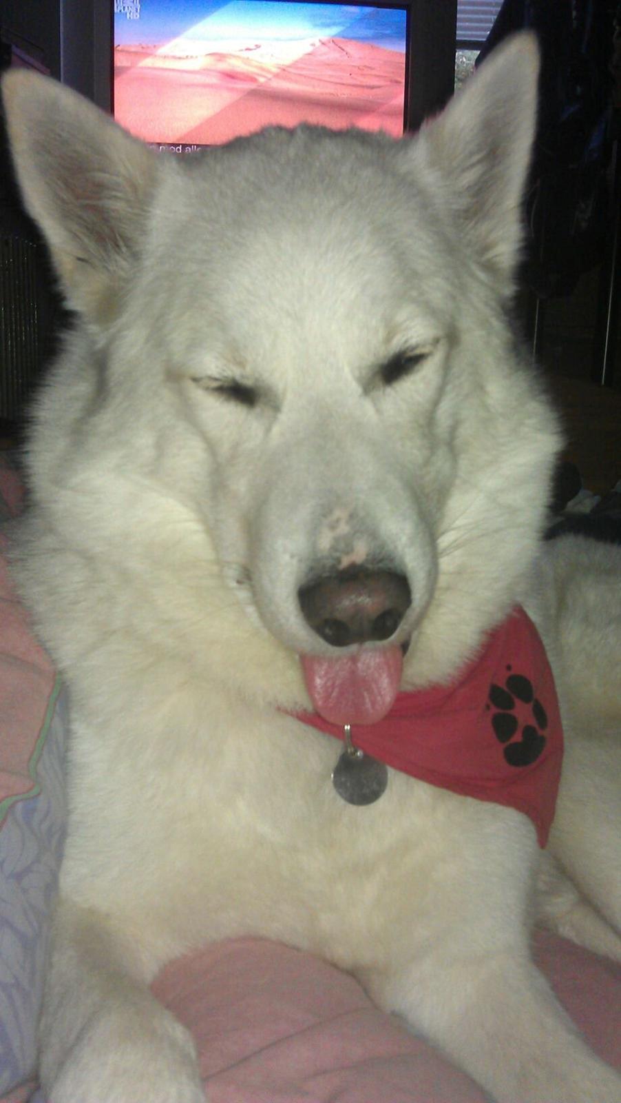 Blanding af racer Lajka billede 14