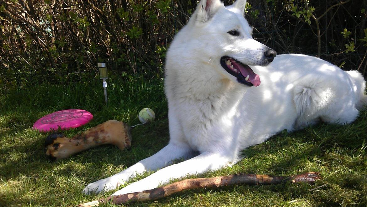 Blanding af racer Lajka billede 15