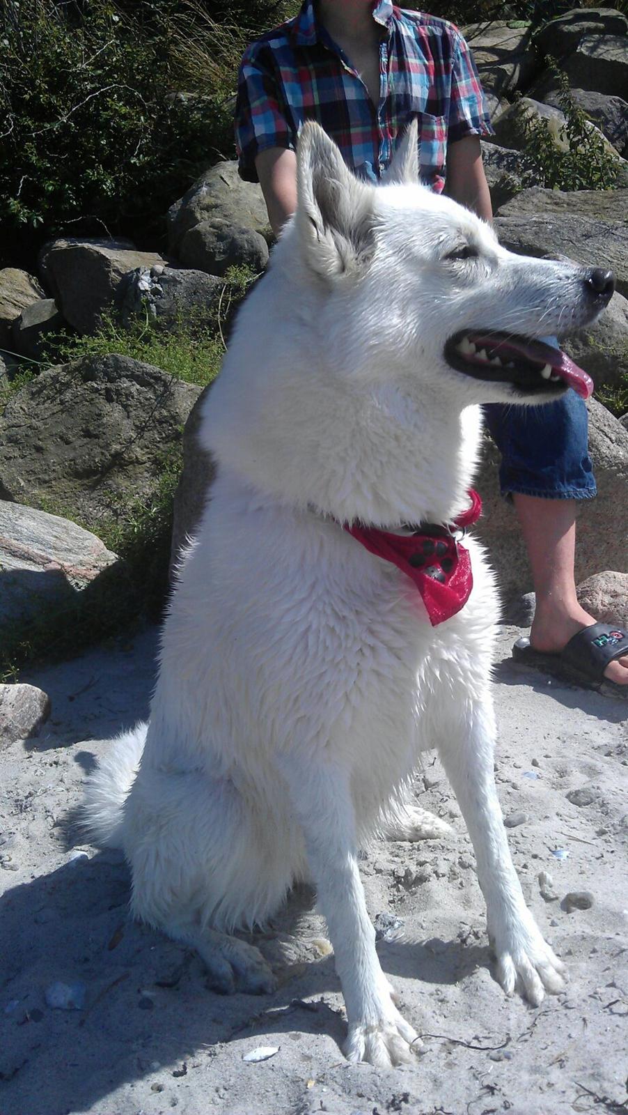 Blanding af racer Lajka billede 16