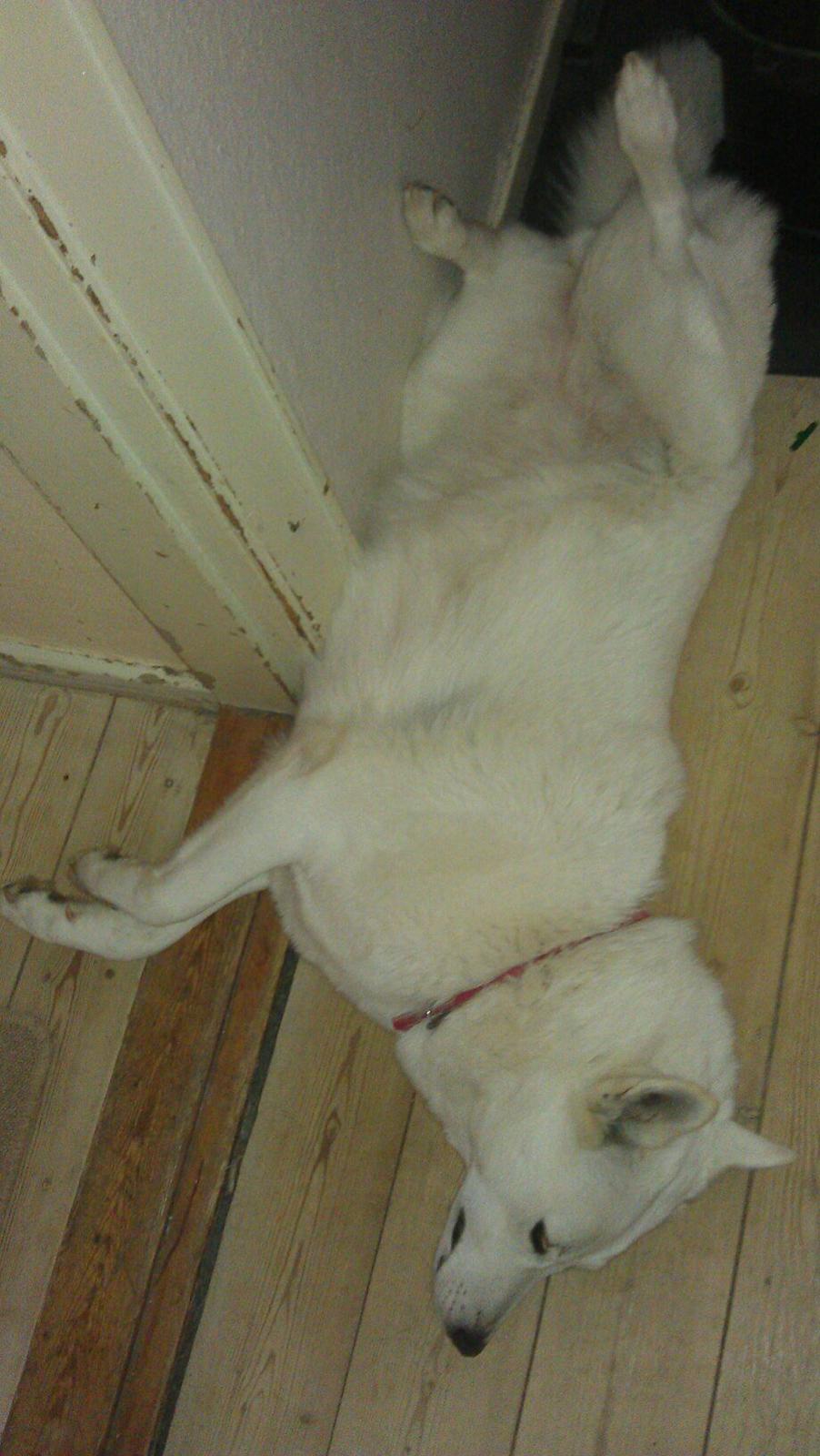 Blanding af racer Lajka billede 17