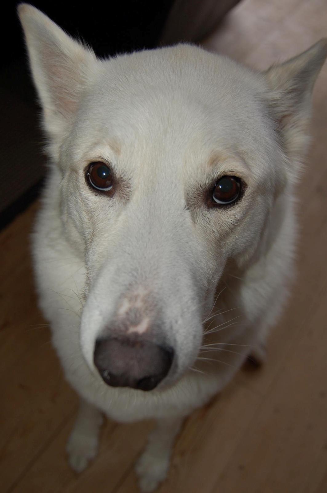 Blanding af racer Lajka billede 18