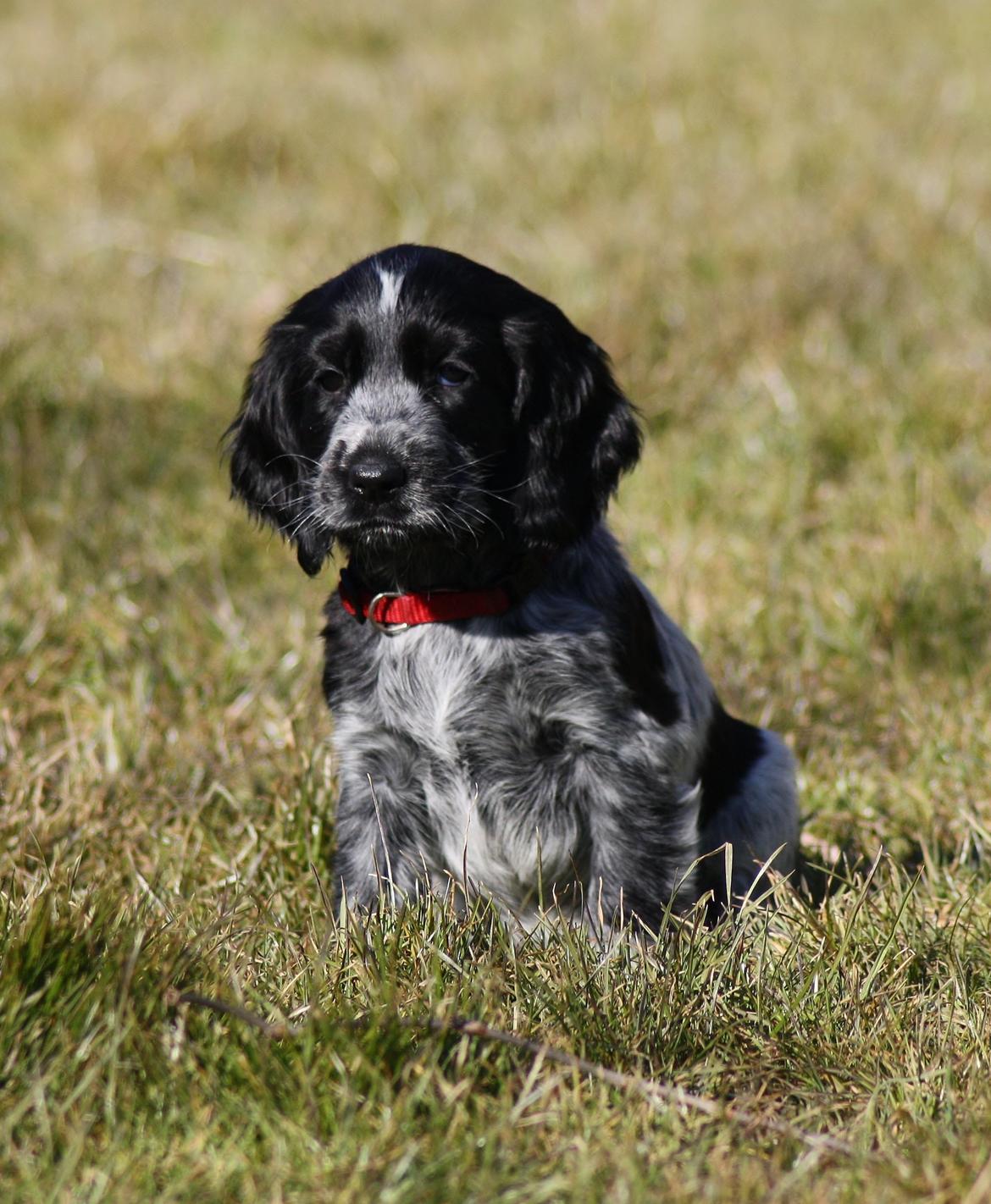 Cocker spaniel Mille billede 1