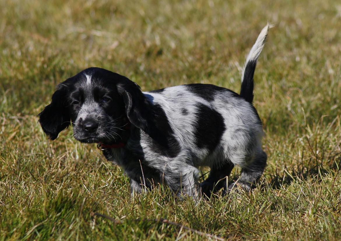 Cocker spaniel Mille billede 2
