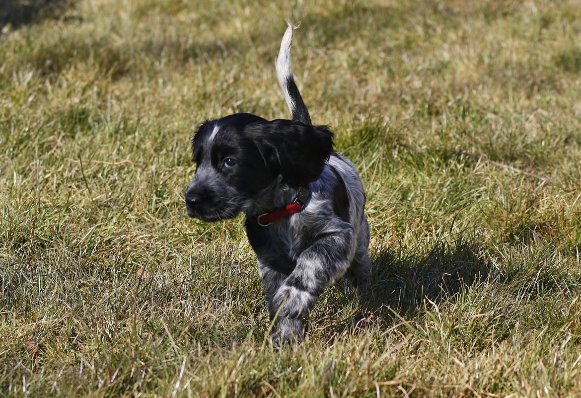 Cocker spaniel Mille billede 3