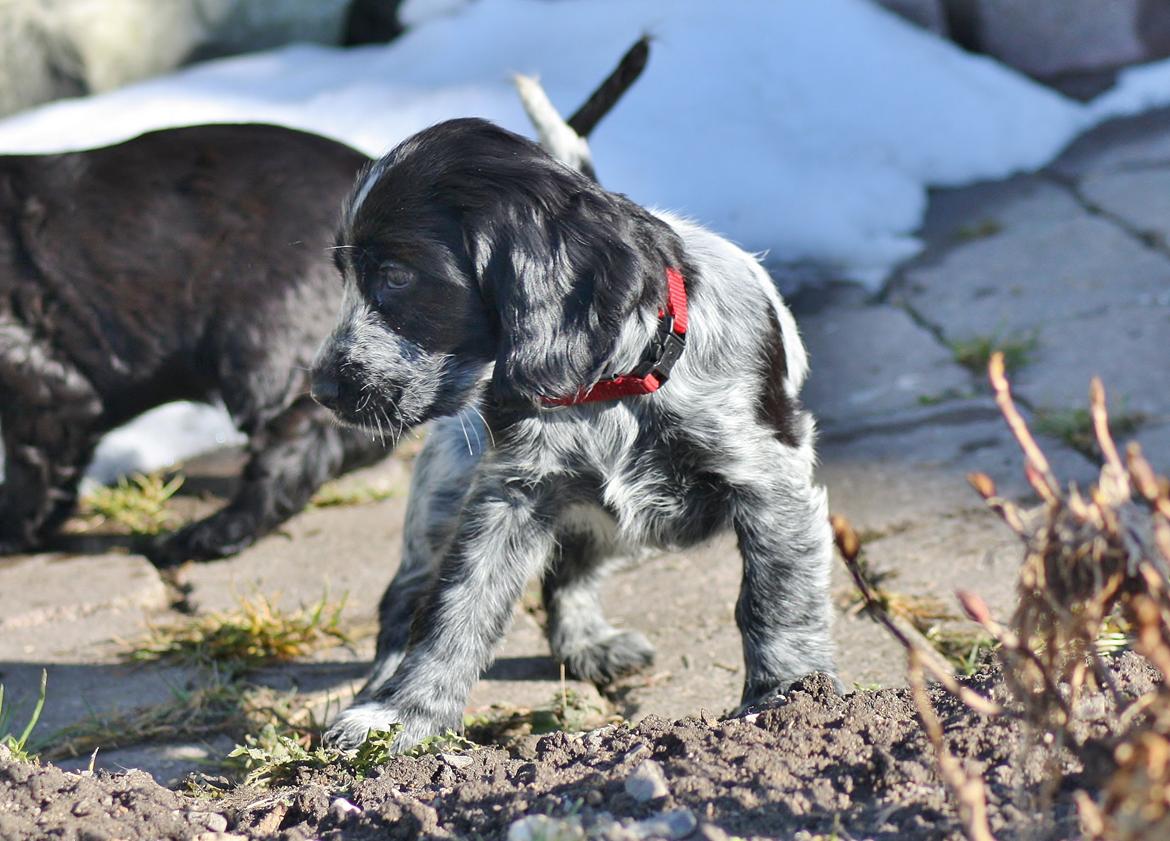Cocker spaniel Mille billede 4