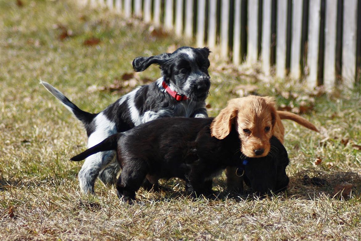Cocker spaniel Mille billede 5