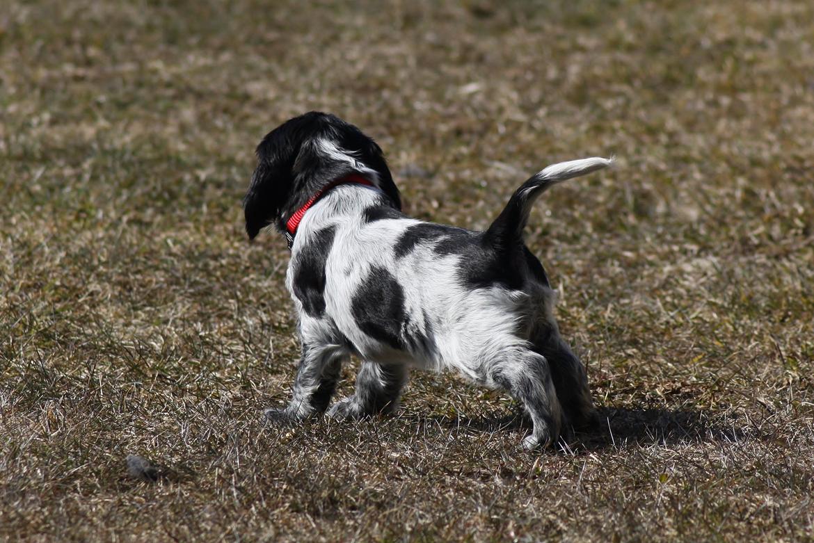 Cocker spaniel Mille billede 6