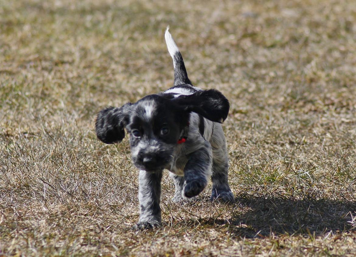 Cocker spaniel Mille billede 7