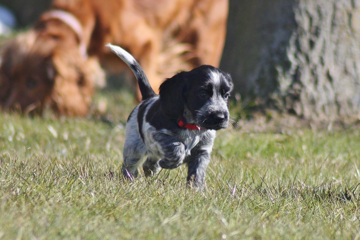 Cocker spaniel Mille billede 8
