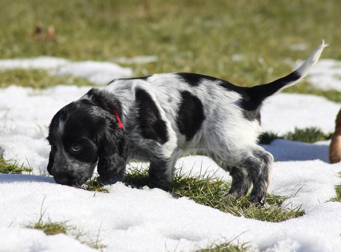 Cocker spaniel Mille billede 9