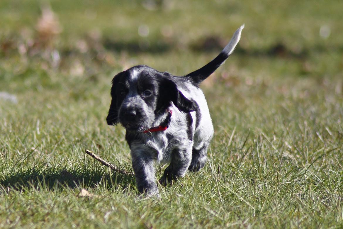 Cocker spaniel Mille billede 10
