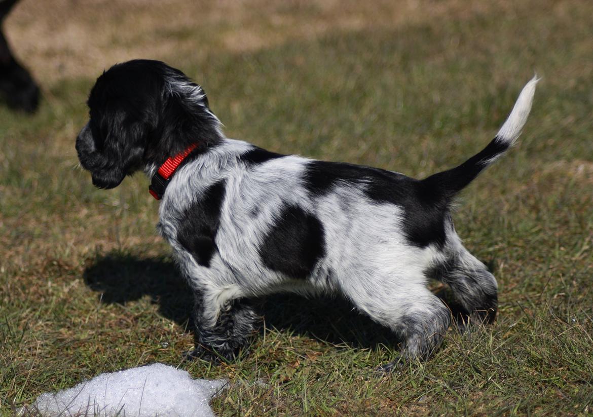 Cocker spaniel Mille billede 11