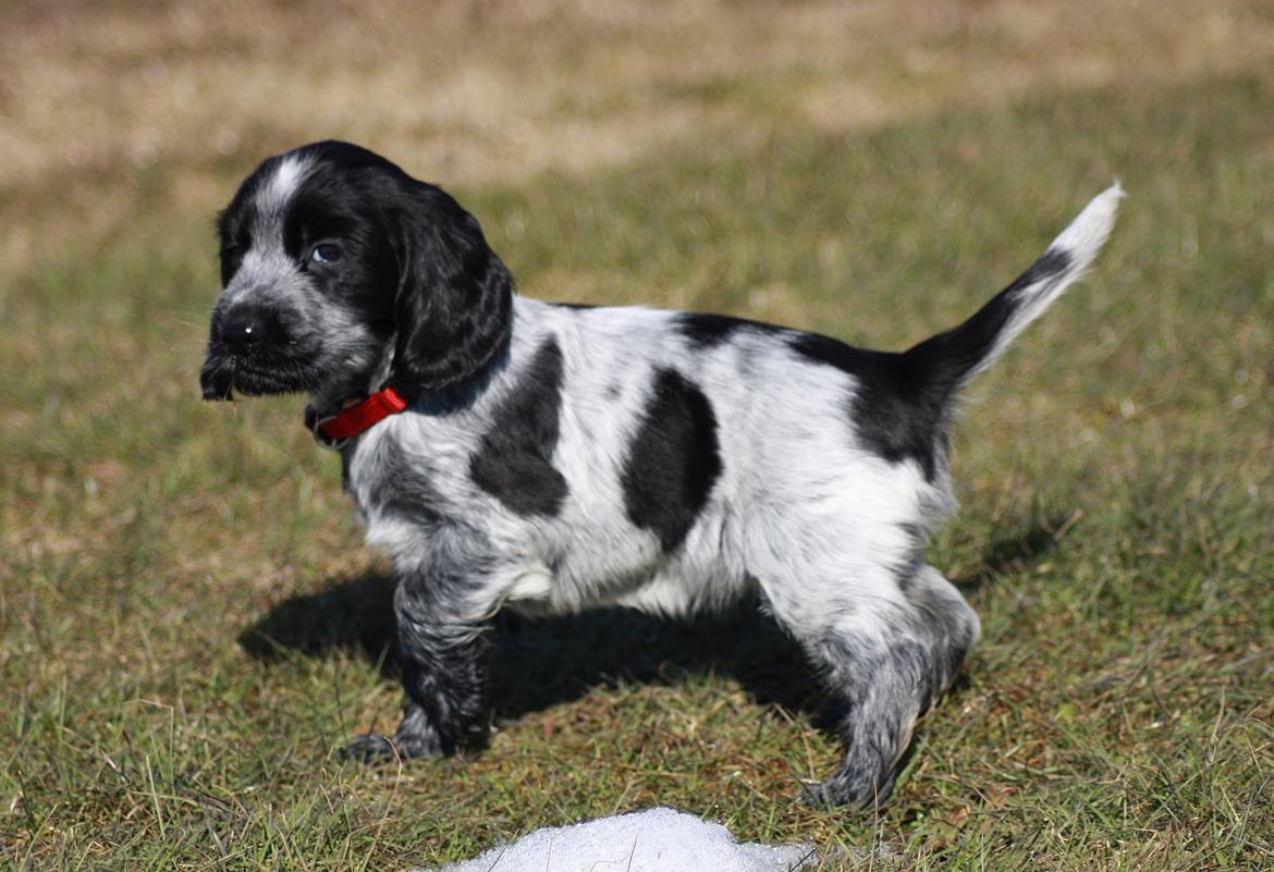 Cocker spaniel Mille billede 12