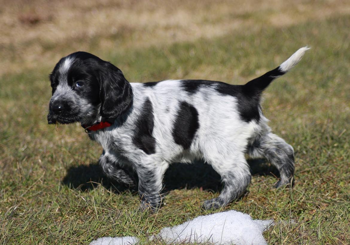 Cocker spaniel Mille billede 13