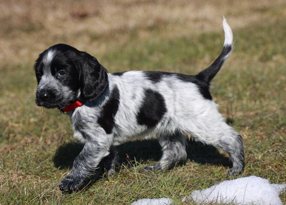 Cocker spaniel Mille billede 14