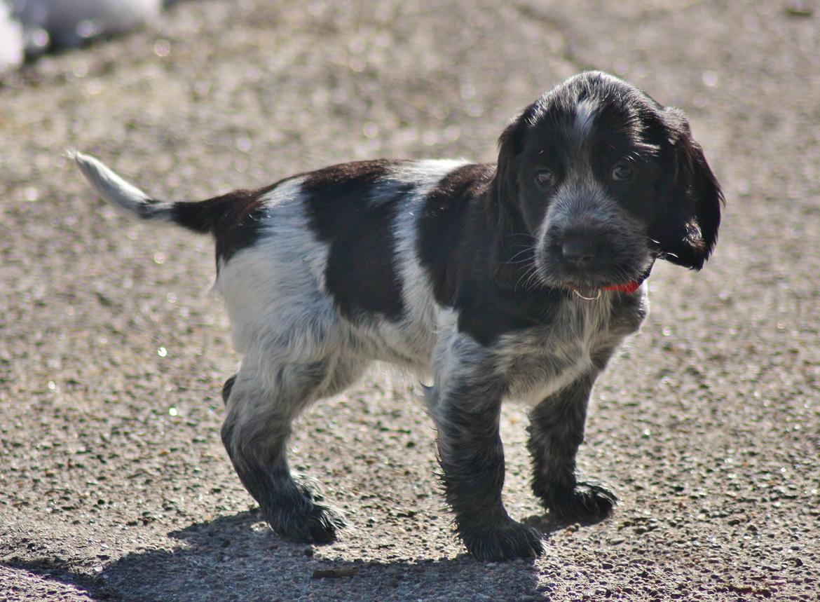 Cocker spaniel Mille billede 15