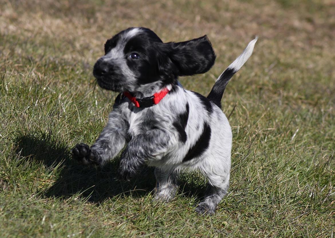 Cocker spaniel Mille billede 16