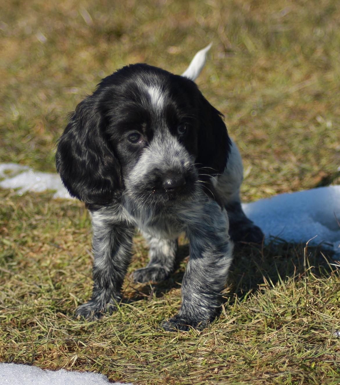Cocker spaniel Mille billede 17