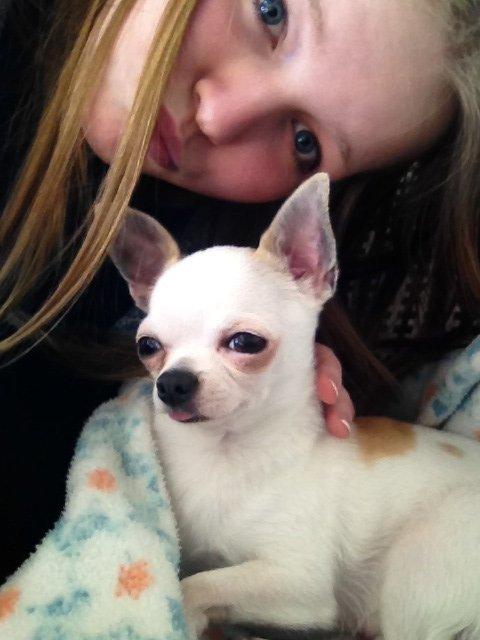 Chihuahua Rickey billede 7