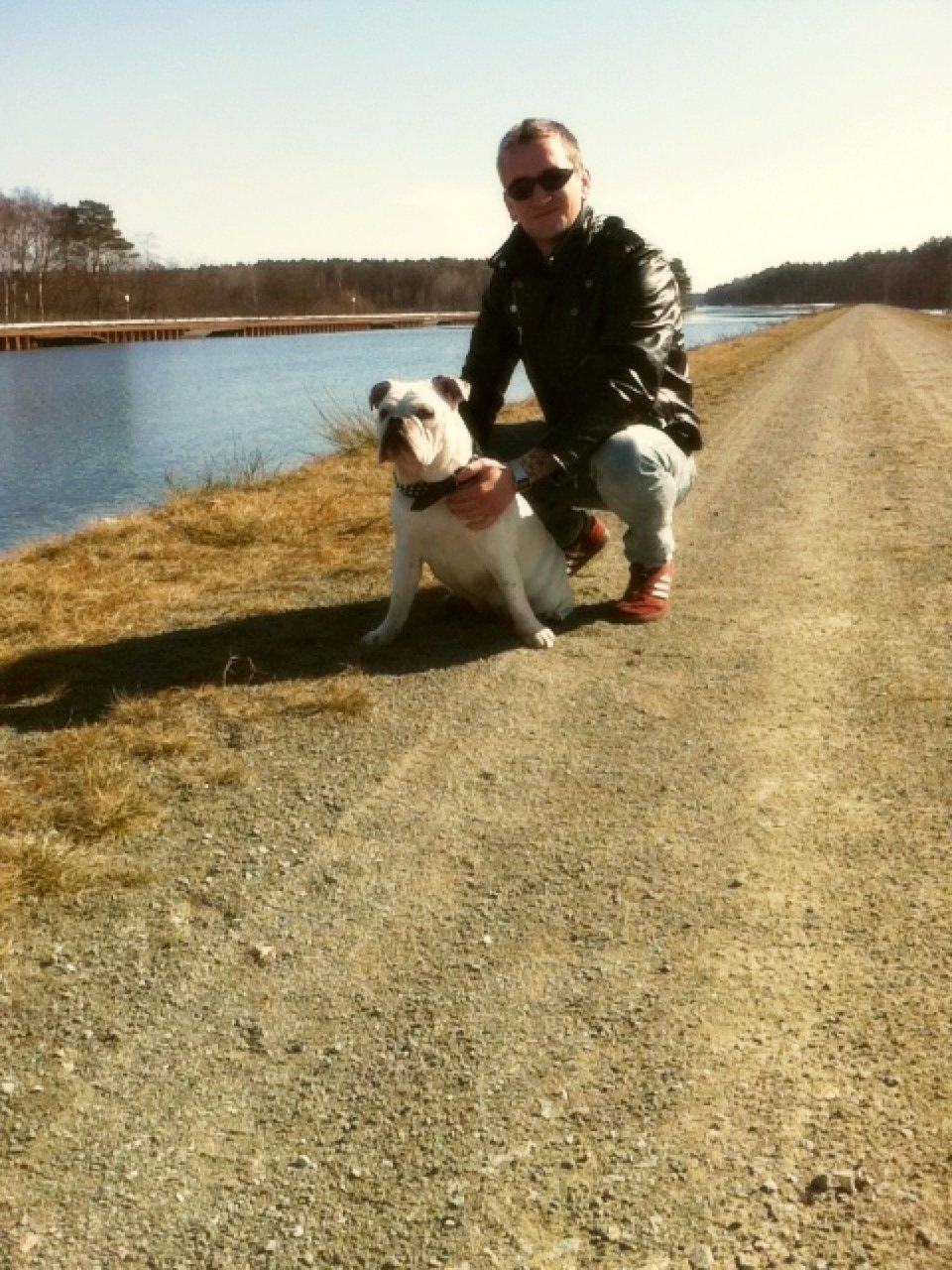 Engelsk bulldog Specky billede 18