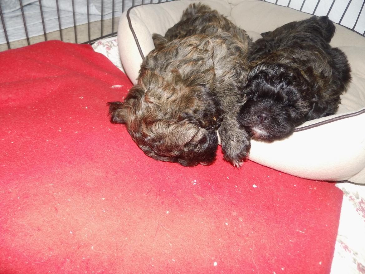 Blanding af racer Bruno - Bruno til venstre. Seks uger gammel billede 9