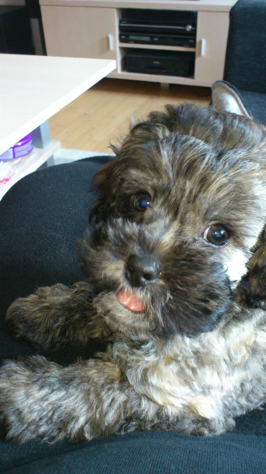 Blanding af racer Bruno - Fire måneder billede 4