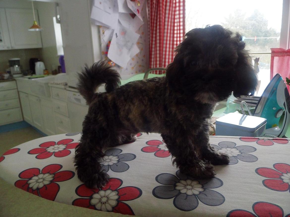 Blanding af racer Bruno - Otte uger billede 6