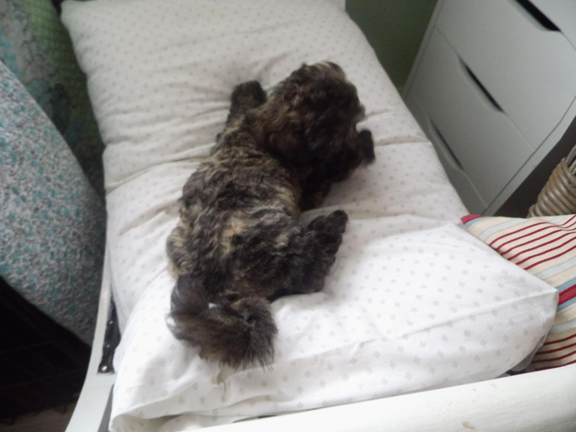 Blanding af racer Bruno - Otte uger billede 7