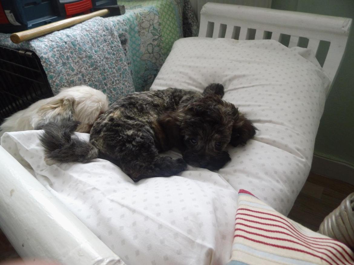 Blanding af racer Bruno - Otte uger billede 8