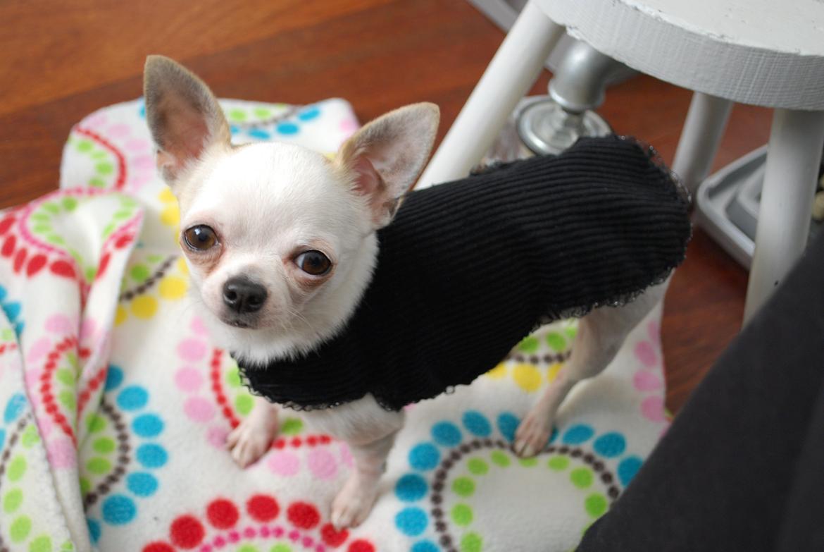 Chihuahua Rickey billede 8